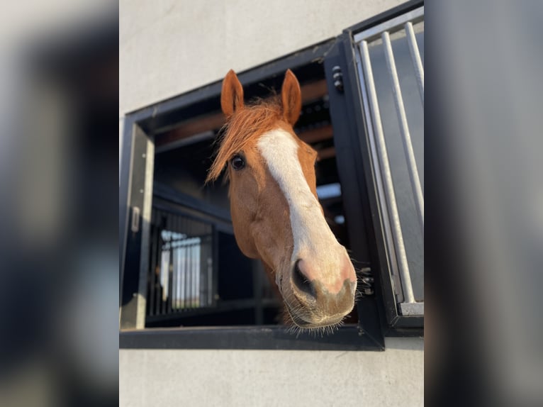 Plus de pur-sang Hongre 8 Ans 160 cm Alezan cuivré in Geluwe