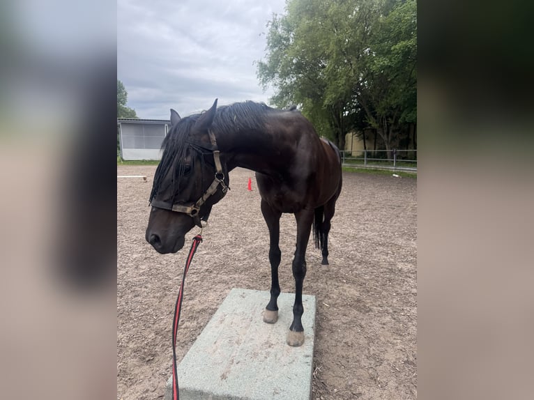 Plus de pur-sang Hongre 8 Ans 167 cm Bai brun foncé in Bruchsal