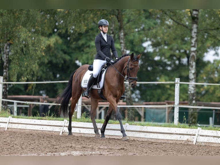 Plus de pur-sang Hongre 9 Ans 157 cm Bai in Dinkelsbühl