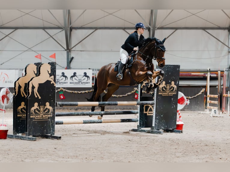 Plus de pur-sang Hongre 9 Ans 168 cm Bai in Grabów Nad Pilicą