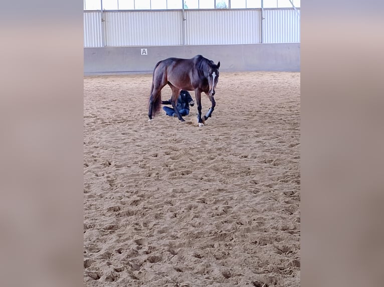 Plus de pur-sang Jument 10 Ans 158 cm Bai in Wetzlar