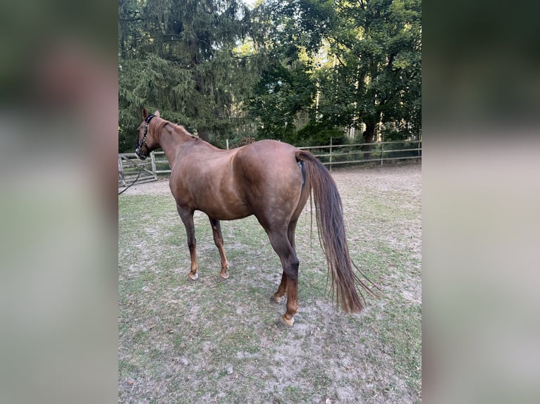 Plus de pur-sang Jument 10 Ans 158 cm in Walsrode