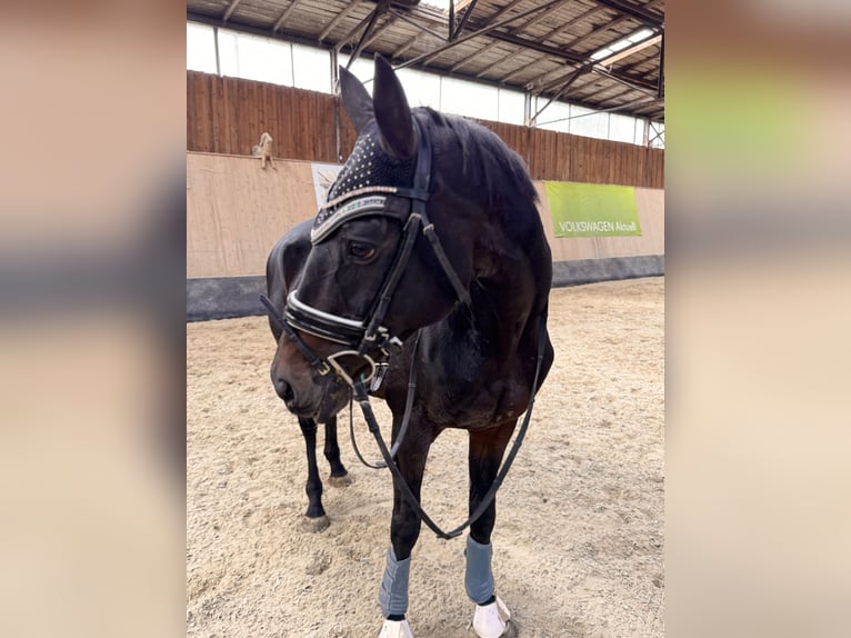 Plus de pur-sang Jument 10 Ans 166 cm Bai brun in Wegeleben