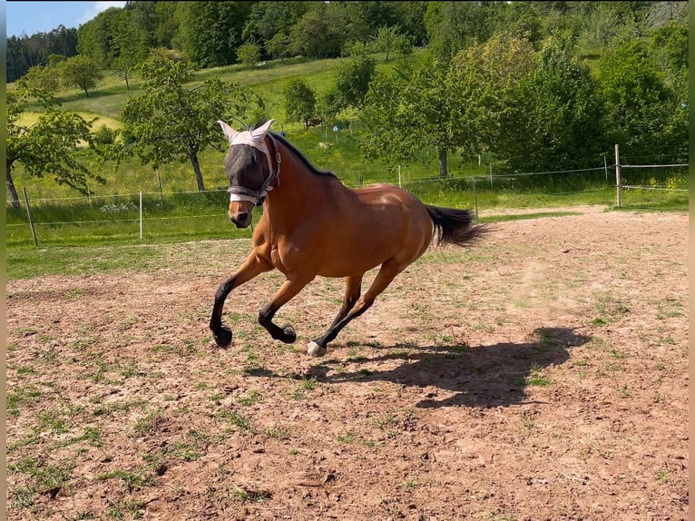 Plus de pur-sang Jument 11 Ans 160 cm Bai in Pforzheim