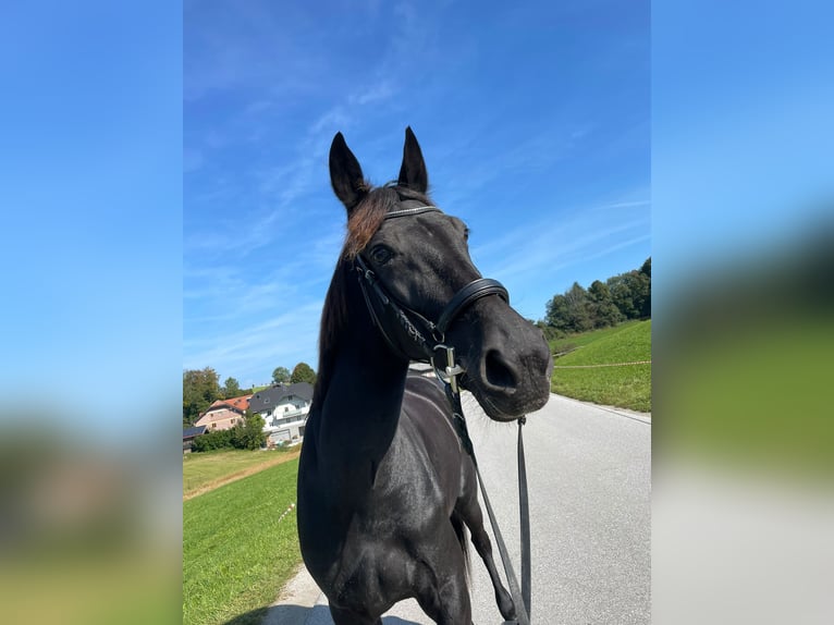 Plus de pur-sang Jument 12 Ans 155 cm Bai brun foncé in Thalgau