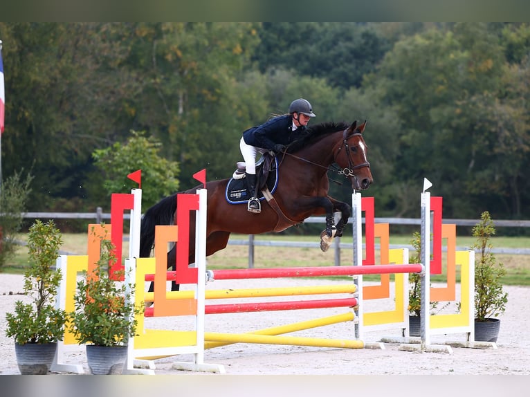 Plus de pur-sang Jument 12 Ans 163 cm Bai in Gouttières