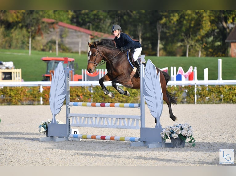 Plus de pur-sang Jument 12 Ans 163 cm Bai in Gouttières