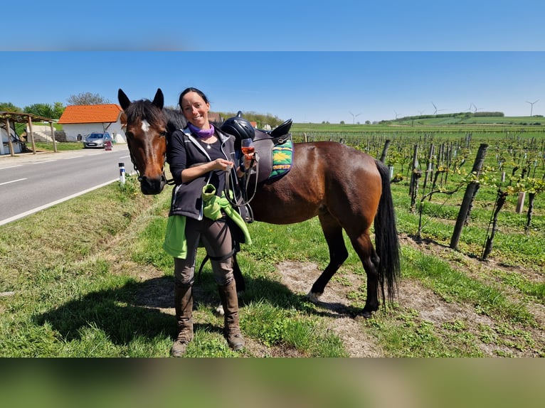 Plus de pur-sang Jument 13 Ans 155 cm Bai in Prellenkirchen