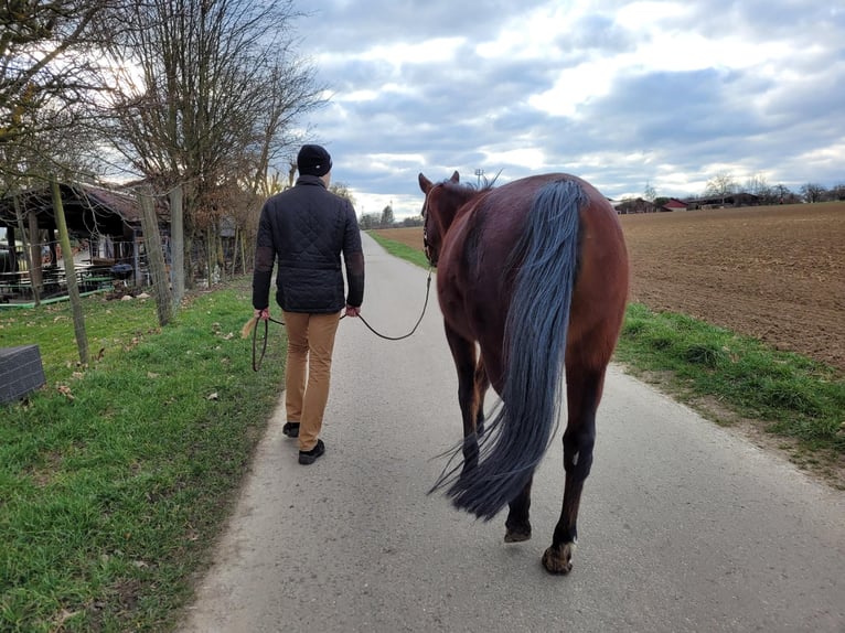 Plus de pur-sang Jument 13 Ans 157 cm Bai in Ostelsheim