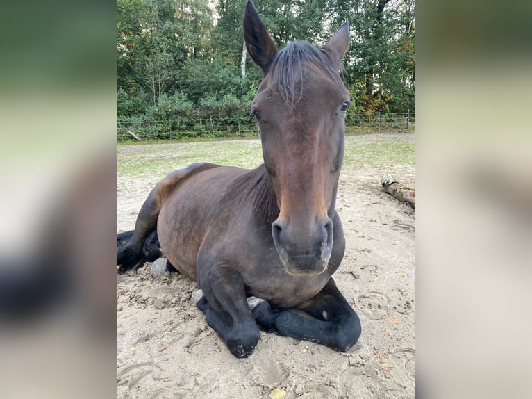 Plus de pur-sang Jument 14 Ans 160 cm Bai in Hohenfelde