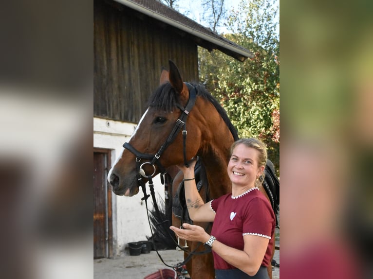 Plus de pur-sang Jument 14 Ans 165 cm Bai in Eggenfelden