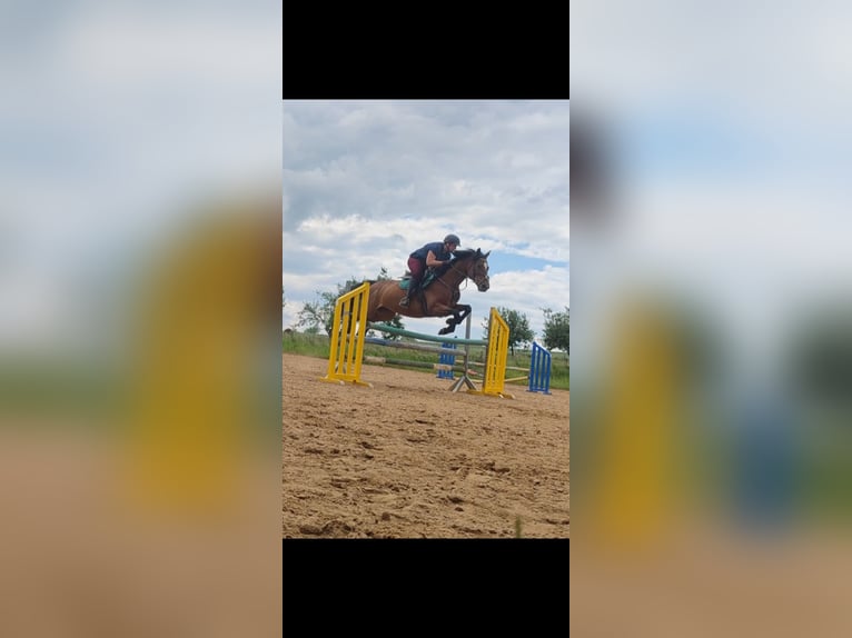 Plus de pur-sang Jument 16 Ans 165 cm Bai in Magdeburg