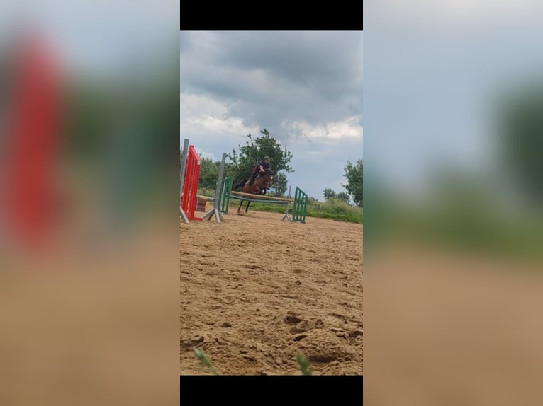 Plus de pur-sang Jument 16 Ans 165 cm Bai in Magdeburg