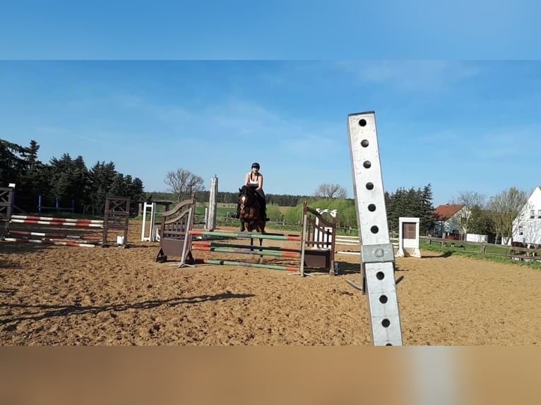 Plus de pur-sang Jument 17 Ans 165 cm Bai in Magdeburg