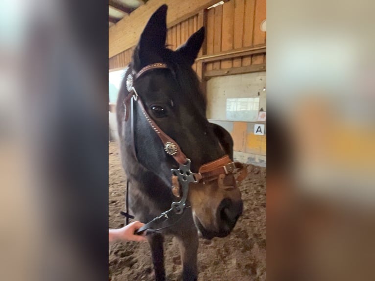 Plus de pur-sang Jument 19 Ans 160 cm Bai brun in Neuhofen an der Ybbs