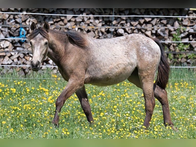 Plus de pur-sang Jument 1 Année 148 cm Buckskin in Stüsslingen