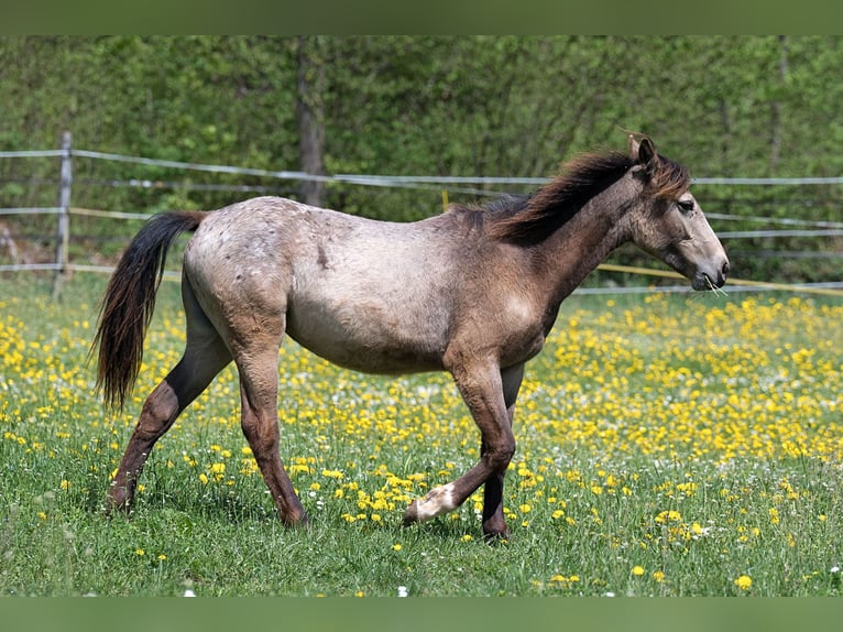 Plus de pur-sang Jument 1 Année 148 cm Buckskin in Stüsslingen