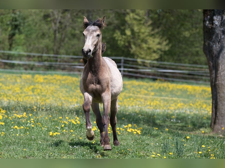 Plus de pur-sang Jument 1 Année 148 cm Buckskin in Stüsslingen