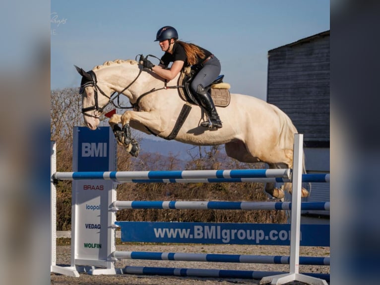 Plus de pur-sang Jument 1 Année 165 cm Palomino in Lingen