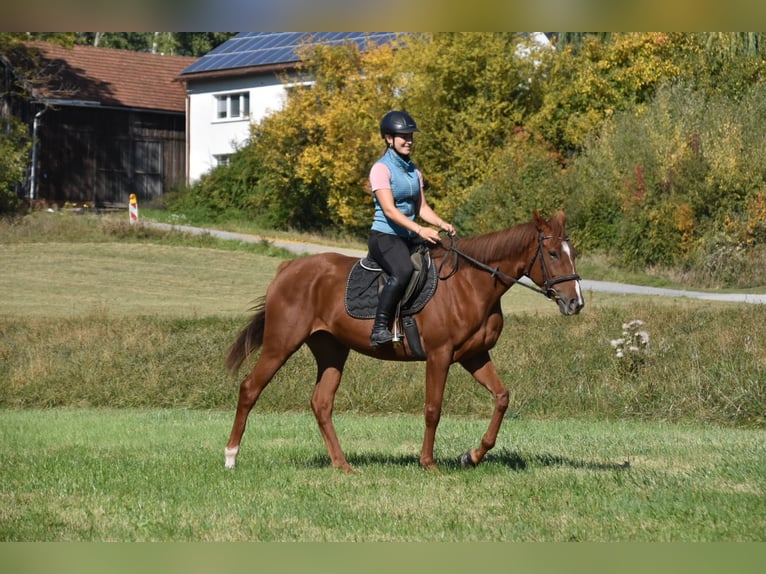Plus de pur-sang Jument 3 Ans 160 cm Alezan in Arnstorf