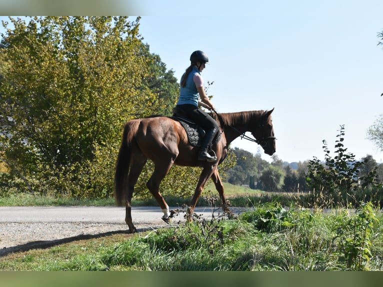 Plus de pur-sang Jument 3 Ans 160 cm Alezan in Arnstorf