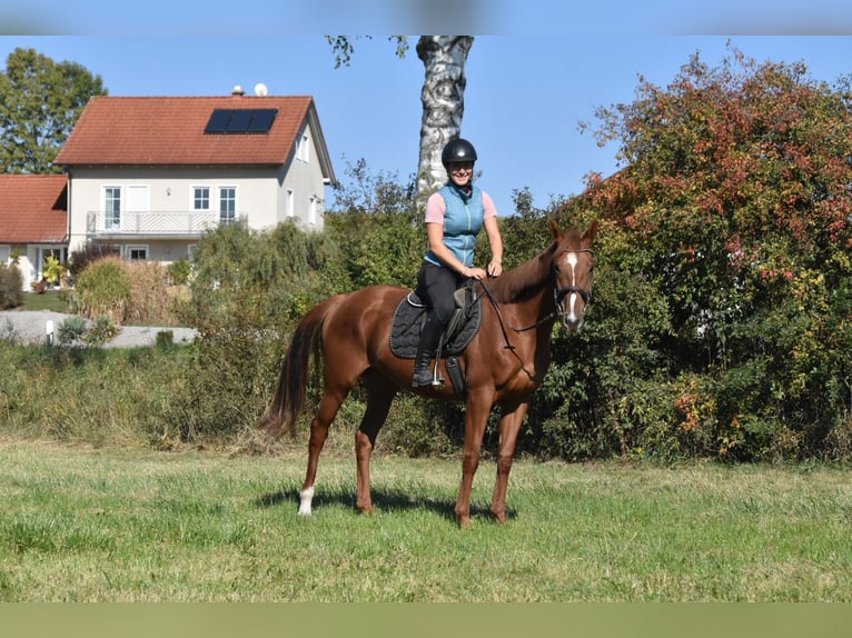 Plus de pur-sang Jument 3 Ans 160 cm Alezan in Arnstorf