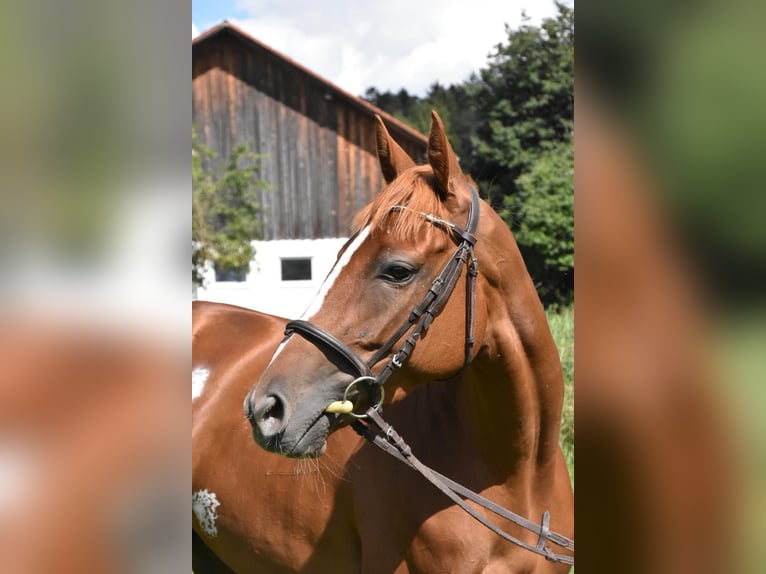 Plus de pur-sang Jument 4 Ans 158 cm Alezan in Arnstorf