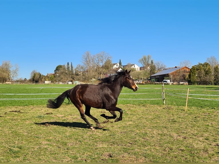 Plus de pur-sang Croisé Jument 4 Ans 160 cm Bai in Salem