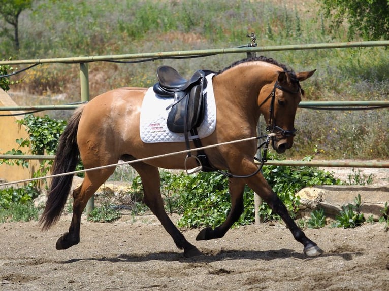 Plus de pur-sang Jument 4 Ans 164 cm Buckskin in NAVAS DEL MADRONO