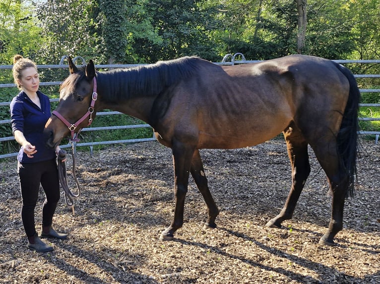 Plus de pur-sang Jument 4 Ans 165 cm Bai in Sulingen