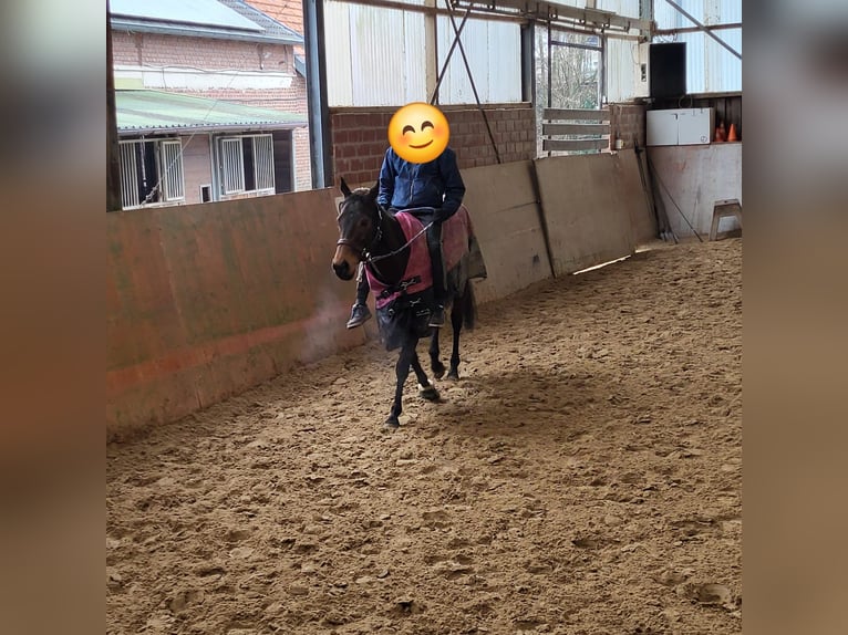 Plus de pur-sang Jument 5 Ans 143 cm Bai brun in Rommerskirchen