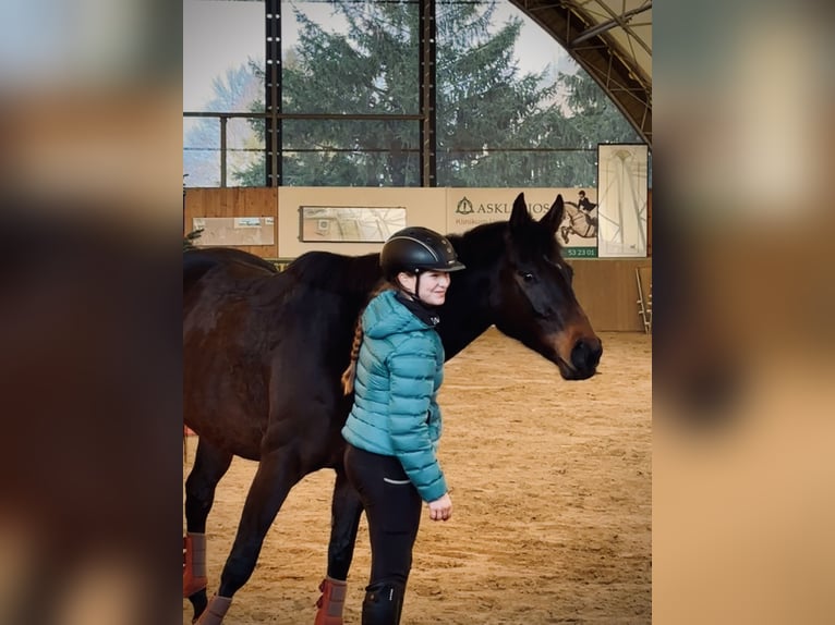 Plus de pur-sang Jument 5 Ans 162 cm Bai in Schwedt/OderSchwedt