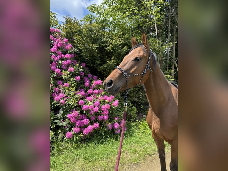 Plus de pur-sang Jument 5 Ans 162 cm Bai in Bochum