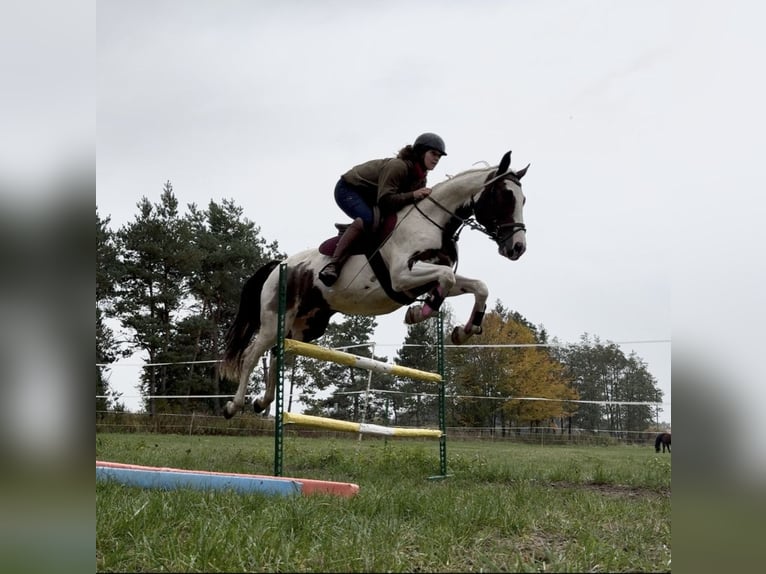 Plus de pur-sang Jument 5 Ans 162 cm Pinto in Lubn&#xF3;w