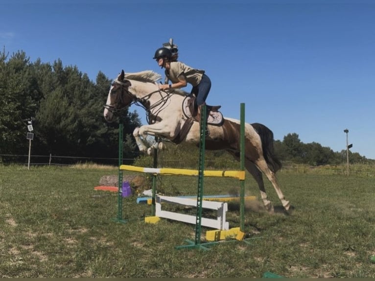 Plus de pur-sang Jument 5 Ans 162 cm Pinto in Lubn&#xF3;w