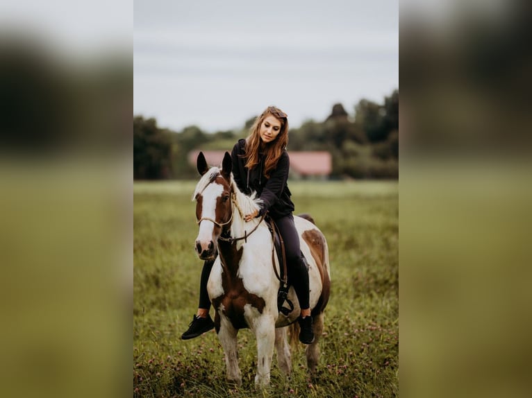 Plus de pur-sang Jument 5 Ans 162 cm Pinto in Lubn&#xF3;w