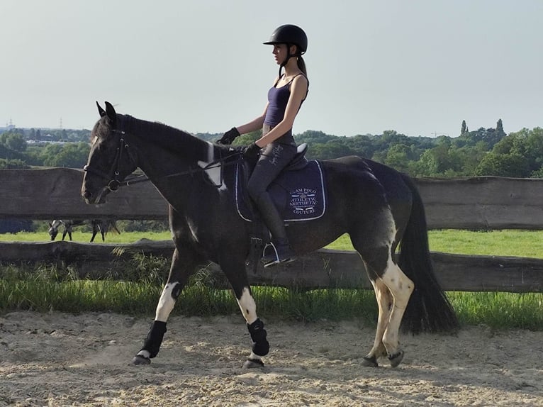 Plus de pur-sang Jument 6 Ans 155 cm Pinto in Solingen