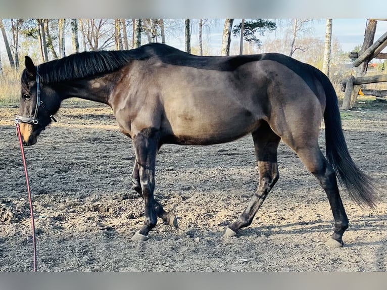 Plus de pur-sang Jument 6 Ans 162 cm Bai in Oebisfelde