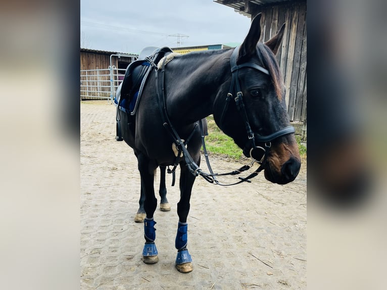 Plus de pur-sang Jument 6 Ans 162 cm Bai in Oebisfelde