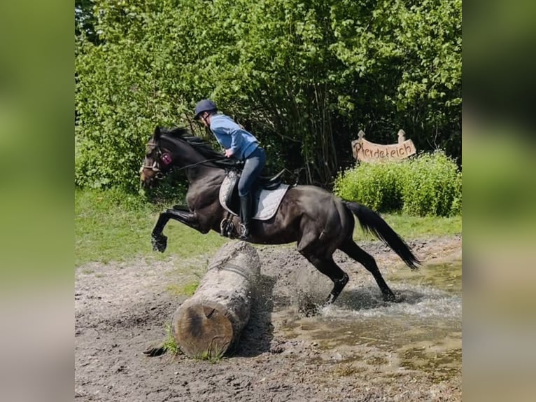 Plus de pur-sang Jument 6 Ans 162 cm Bai in Oebisfelde