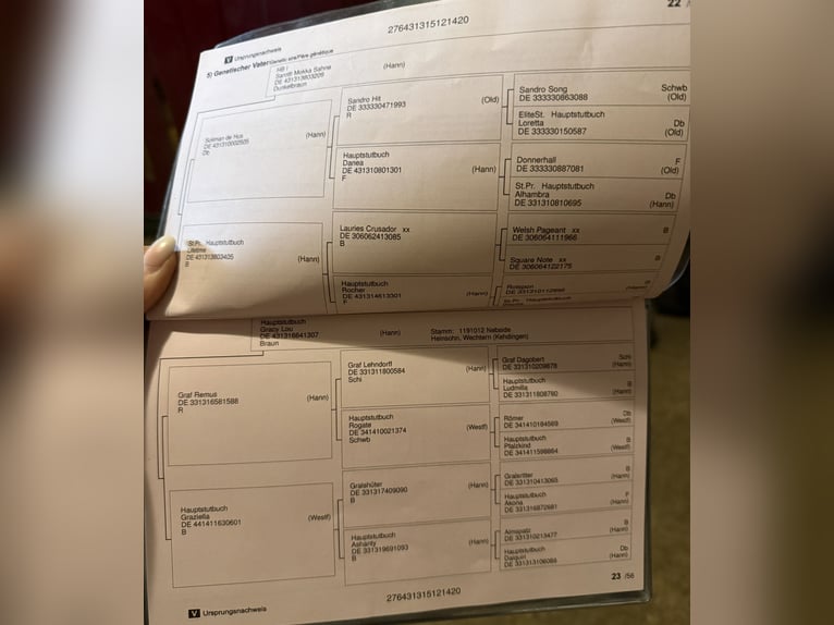 Plus de pur-sang Jument 6 Ans 165 cm Bai in Wesel