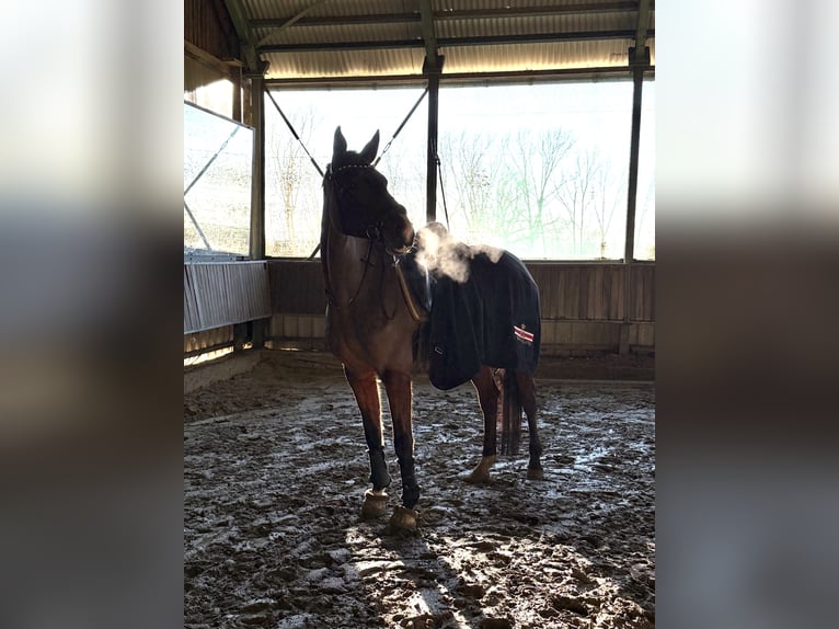 Plus de pur-sang Jument 6 Ans 165 cm Bai in Wesel