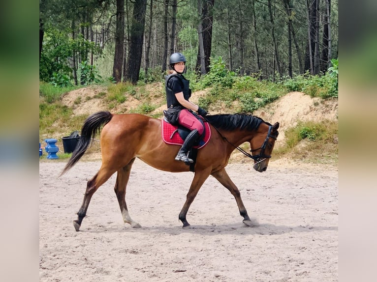 Plus de pur-sang Jument 7 Ans 156 cm Bai cerise in Monc&#xE9;-en-Belin