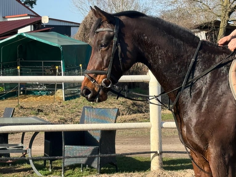 Plus de pur-sang Jument 7 Ans 164 cm Bai in Wiesentheid