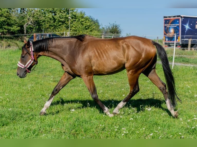 Plus de pur-sang Jument 7 Ans 165 cm Bai in Schkopau