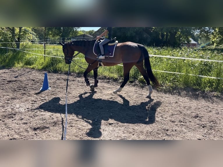 Plus de pur-sang Jument 7 Ans 165 cm Bai in Schkopau