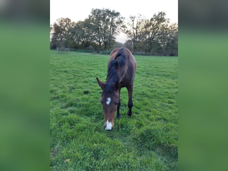 Plus de pur-sang Jument 7 Ans Bai in La Prévière