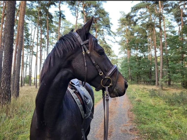 Plus de pur-sang Jument 8 Ans 155 cm Bai brun foncé in Spreenhagen