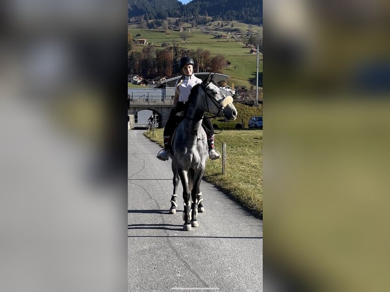 Plus de pur-sang Jument 8 Ans 160 cm Gris in Gro&#xDF;-Bieberau