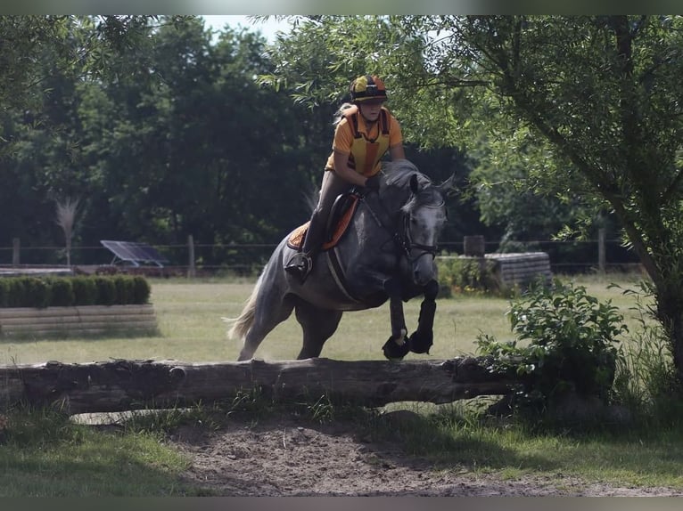 Plus de pur-sang Jument 8 Ans 163 cm Gris in Kollow